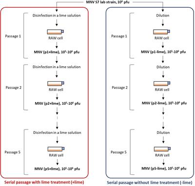 Experimental Adaptation of Murine Norovirus to Calcium Hydroxide